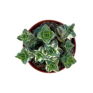 Variegated String of Buttons | 4 inch | Crassula Perforata Variegata | Live Succulent Plant | Indoor Plant | House Plant