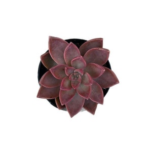Graptosedum California Sunset | 2.5 inch | Live Succulent Plant | Indoor Plant | House Plant | Drought Tolerant Plants