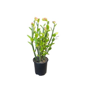 Lady's Slipper Plant | 1 Gallon | Pedilanthus Macrocarpus | Live Succulent  | Indoor Plant | Drought Tolerant - Etsy