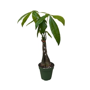 Money Tree Plant | 4 inch | Braided Money Tree | Pachira aquatica | Live House Plant | Indoor Plant | Home Decor | Feng Shui
