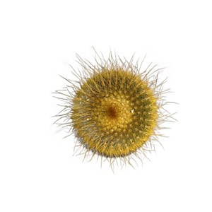 Golden Ball Cactus | 2.5 inch | Notocactus leninghausii | Live Cactus Plant | Succulent | Indoor Plant | House Plant | Drought Tolerant