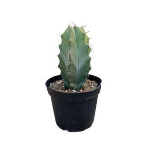 Gray Ghost Organ Pipe Cactus | 6 inch | Live Cactus Plant | Indoor Plant | House Plant | Drought Tolerant