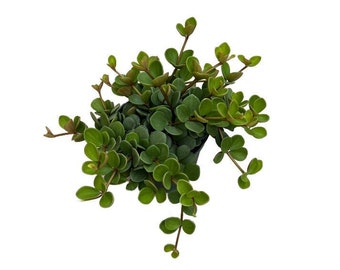 Native Peperomia Hope | 6 inch | Live Plant | Indoor Plant | House Plant