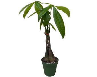Money Tree Plant | 4 inch | Braided Money Tree | Pachira aquatica | Live House Plant | Indoor Plant | Home Decor | Feng Shui