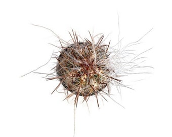 Old Man of the Andes Cactus | 6 inch | Oreocereus celsianus | Live Cactus Plant | Indoor Plant