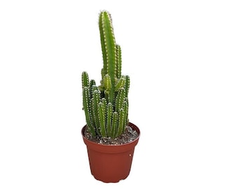 Fairy Castle Cactus | 4 inch | Acanthocereus Tetragonus | Live Cacti Plant | Succulent | Indoor Plant | Drought Tolerant