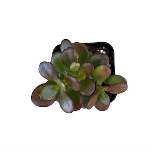 May include: A small potted succulent plant with rounded, fleshy leaves. The leaves are a mix of green and reddish-purple, with some speckled patterns. The plant is in a small black square pot, suitable for indoor or outdoor use.