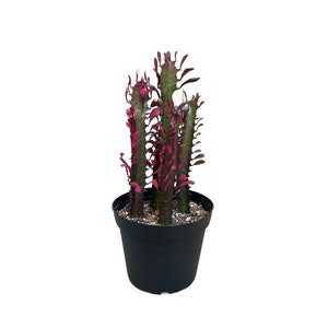 African Milk Tree | 6 inch | Royal Red Cathedral | Good Luck Plant | Live Succulent Plant | Indoor Plant | House Plant