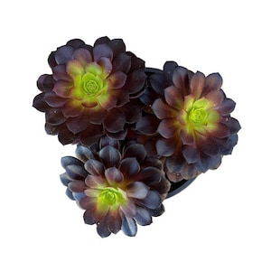 Black Rose | 1 Gallon | Aeonium Zwartkop | Live Succulent Plant | Indoor Plant | House Plant