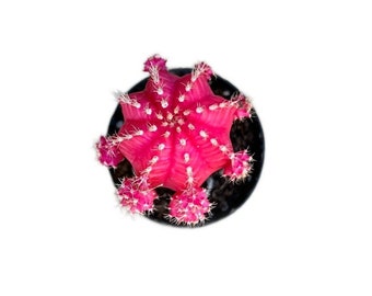 Native Moon Cactus PINK | 2.5 inch | Gymnocalycium mihanovichii freidrichii | Live Grafted Cactus Plant | Succulent | Indoor Plant