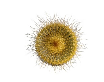 Golden Ball Cactus | 2 inch | Notocactus leninghausii | Live Cactus Plant | Succulent | Indoor Plant | House Plant | Drought Tolerant