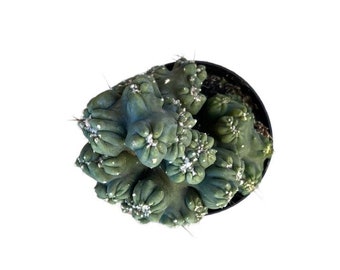 Ming Thing Cactus | 8 inch | Cereus Forbesii Monstrose | Live Cactus Plant | Indoor Plant | House Plant | Drought Tolerant