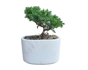 Juniper Bonsai Tree No 01 | 3 Years-Old | Juniperus | Live House Plant | Indoor Plant