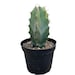 see more listings in the 6" - 8" Cacti section