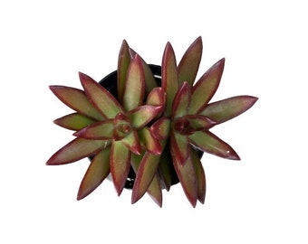 Firestorm | 2.5 inch | Sedum Adolphi | Live Succulent Plant | Indoor Plant | House Plant