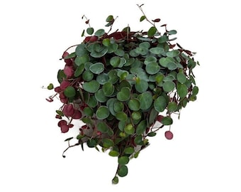 Peperomia Ruby Cascade - 6 Inch Trailing Vine Ruby Red Underside Plant