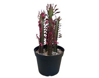 African Milk Tree | 6 inch | Royal Red Cathedral | Good Luck Plant | Live Succulent Plant | Indoor Plant | House Plant