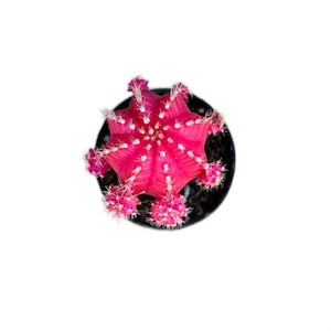 May include: A pink cactus with white spines in a black pot. The cactus is shaped like a star.