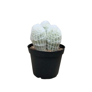 Peruvian Old Lady Cactus - 3 Cactus | 6 inch | Espostoa melanostele | Live Cactus Plant | Succulent | Indoor Plant | House Plant