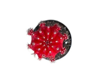 Moon Cactus RED | 2.5 inch | Gymnocalycium mihanovichii freidrichii | Live Grafted Cactus Plant | Succulent | Indoor Plant