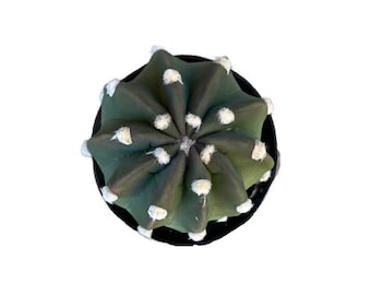 Dominos Cactus | 6 inch | Echinopsis subdenudata | Live Cactus Plant | Succulent | Indoor Plant | House Plant | Drought Tolerant