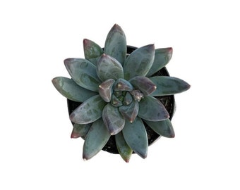 Little Jewel | 2.5 inch | Pachyphytum Glauca | Live Succulent Plant | Indoor Plant | House Plant | Drought Tolerant