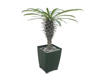 Dwarf Palm | 4 inch | Live Succulent | Cactus | House Plant | Indoor Plant | House Plant | Drought Tolerant