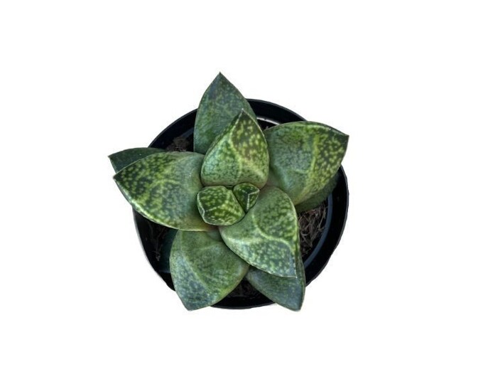 Gasteria Royston's Fan | 4 Inch | Live Succulent Plant | Indoor Plant ...