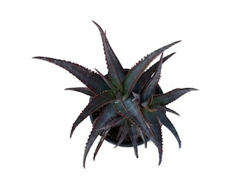 Aloe Diablo | 1 Gallon | Aloe divaricata | Mr. Toothy Aloe | Devils Aloe | Live Aloe Plant | Succulent | Cactus | Indoor Plant | House Plant