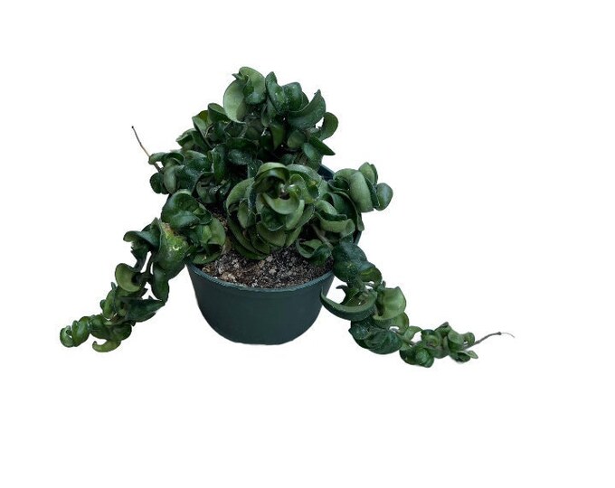 Hindu Rope Plant | 6 Inch | Hoya Carnosa | Live Succulent Plant ...