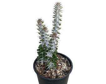 Native Alluaudia Procera | 1 Gallon | Madagascar Ocotillo | Live Succulent Plant | Outdoor Plant | Drought Tolerant Plant