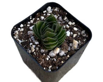Crassula Buddha's Temple |  2 inch | Live Succulent Plant | Indoor Plant | House Plant | Drought Tolerant