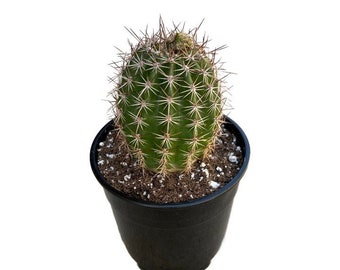 Red Torch Cactus | 5 inch | Trichocereus Grandifloras | Live Cactus Plant | Indoor Plant | House Plant