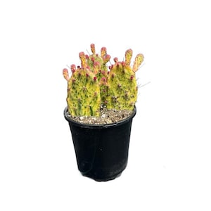May include: A potted cactus with yellow-green pads speckled with dark green spots. The cactus has small, red-tipped buds and is planted in a black plastic pot. The background is plain white.