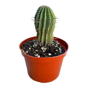 Euphorbia Spiralis 6 Inch Live Cactus Plant Succulent Indoor Plants - Etsy