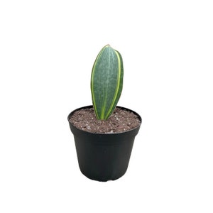 Variegated Whale Fin Snake Plant No 04 | 6 inch | Dracaena masoniana Variegata | Live Succulent | Indoor Plant