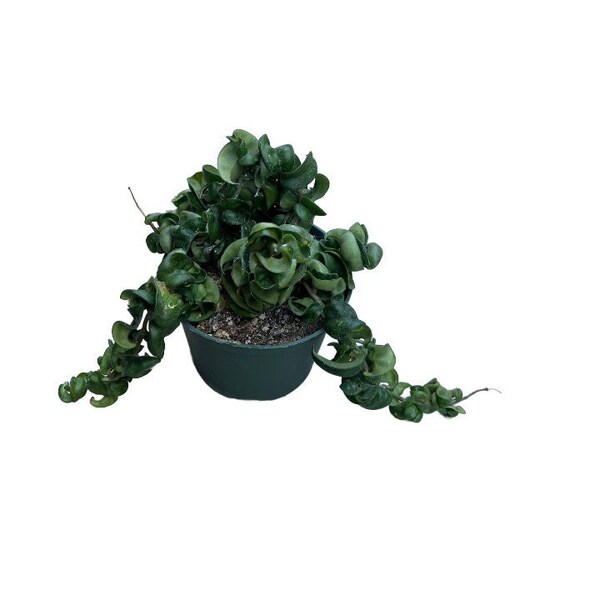 Hindu Rope Plant - Etsy