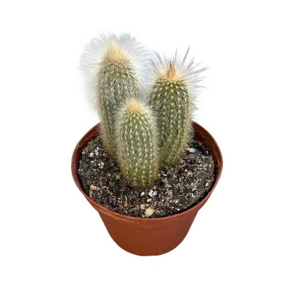 Silver Torch Cactus | 6 inch | Cleistocactus Strausii | Live Cactus Plant | Succulent | Indoor Plant | House Plant | Drought Tolerant