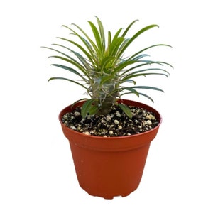 Madagascar Tree | 4 inch | Pachypodium Lamerei | Live House Plant | Indoor Plant | Outdoor Plant