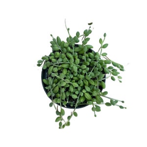 String of Watermelon | 6 inch | Live Succulent Hanging Plant | Indoor Plant | Drought Tolerant