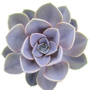 May include: A close-up of a purple succulent plant with many layers of leaves.
