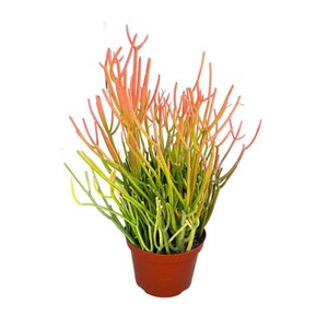 Fire Stick Cactus | 8 inch | Sticks on Fire Cactus | Tirucalli | Live Cacti Plant | Succulent | Indoor Plant | Drought Tolerant