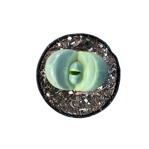 May include: A small green succulent plant with a unique, rounded shape, growing in a black plastic pot filled with brown soil.