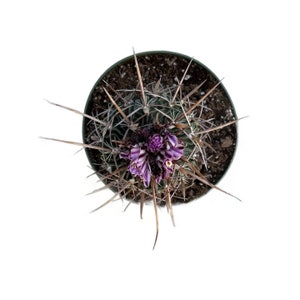 May include: Overhead view of a potted cactus with dark green skin and long, sharp spines. The cactus features clusters of purple and white striped flowers. The pot is dark green, and the background is plain white.