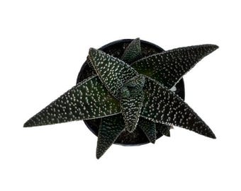 Gasteria Okavango | 2.5 inch | Live Succulent Plant | Indoor Plant | House Plant | Drought Tolerant
