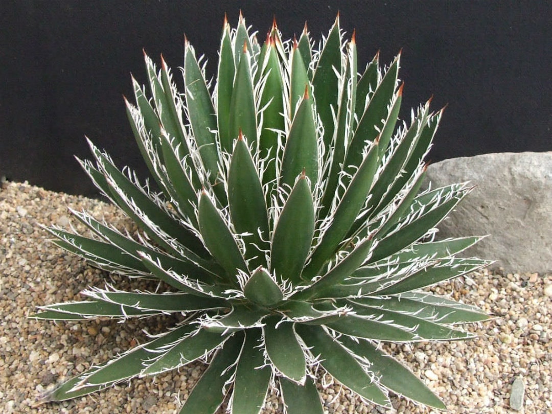 Thread Leaf Agave 4 Inch Live Succulent Plant Cactus Etsy