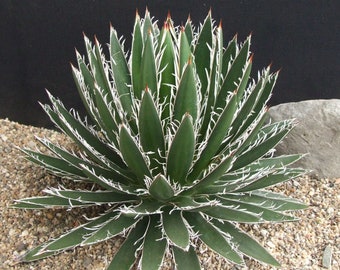 Thread Leaf Agave | 4 inch | Live Succulent Plant | Cactus | Indoor Plant | House Plant | Drought Tolerant