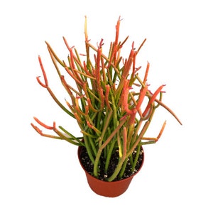 Fire Stick Cactus | 6 inch | Sticks on Fire Cactus | Tirucalli | Live Cacti Plant | Succulent | Indoor Plant | Drought Tolerant