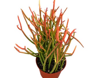 Fire Stick Cactus | 6 inch | Sticks on Fire Cactus | Tirucalli | Live Cacti Plant | Succulent | Indoor Plant | Drought Tolerant