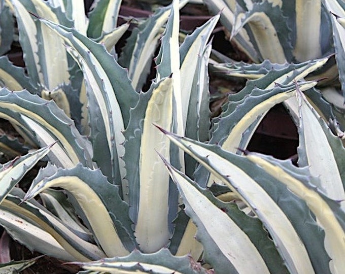 White-striped Century Plant Pups-cuttings Agave Americana Mediopicta